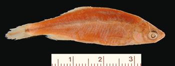 Media type: image; Ichthyology 1955